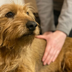 Hundepflege und Wellness