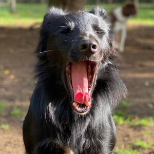 Übernachtungen im Hundehotel