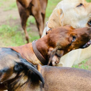 Dog Day - Marek Köhler ein Erlebnistag für Hunde