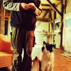 Angebote Hundetraining